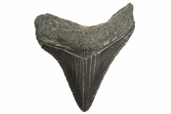 Serrated, Juvenile Megalodon Tooth - South Carolina #333530